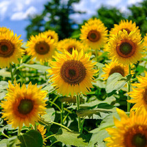 Sunflower Mammoth Grey – Stripe Edible Heirloom Bees 12&#39; Tall NonGMO 50 Seeds - £8.64 GBP