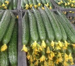 15+ Seeds Tianjin Tender Spiky Cucumber Long Burpless Hybrid Cucumber - $14.39
