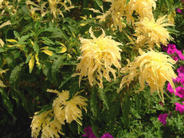 RAFHSTORE 50 Aurora Yellow Amaranthus Tricolor Josephs Coat Flower Seeds US SEED - £8.17 GBP