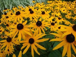 HGBO 30 Seeds Rudbeckia Goldsturm Flower Seeds Perennial From US - $8.35