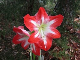 SR 1 Amaryllis off-set bulb  Minerva Hippeastrum ready for  shipment 6-1... - £18.44 GBP