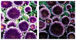 100 Seeds Aster -Pompon - Blue Moon Seeds Fresh Seeds - $21.99