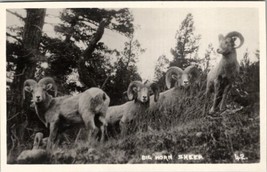 RPPC Big Horn Sheep Mountain Along the Canadian Pacific Postcard V10 - £6.25 GBP