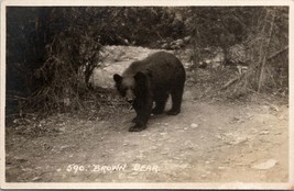 RPPC Brown Bear Along Canadian Pacific Railway Banff Canada Harmon Postcard U12 - £4.68 GBP