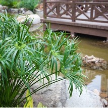 Landscapers Select Umbrella Palm Cyperus Alternifolius 50 Seeds Wetland ... - $9.59