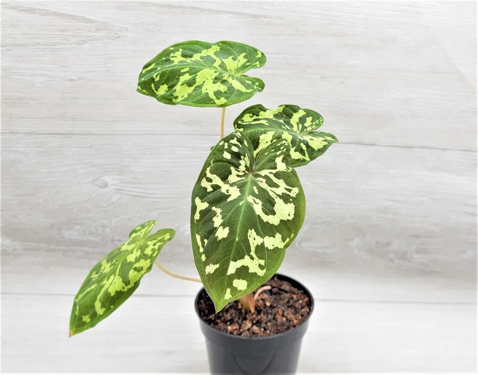 Alocasia Hilo Beauty Caladium Hilo Beauty Colocasia Hilo Beauty in 3&quot; Pot  - £22.54 GBP