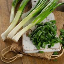 Tokyo Long Bunching Onion 500  Seeds NON-GMO Allium fistulosum - £8.64 GBP