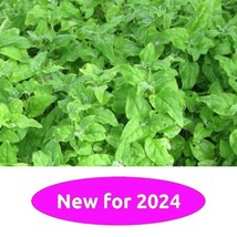 Fresh Seeds USA Seller New Zealand Spinach 20 Seeds - £4.63 GBP