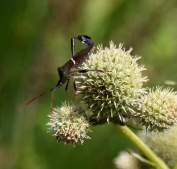 Top Seller 200 Rattlesnake Master Button Snakeroot Eryngium Yuccifolium ... - $14.60