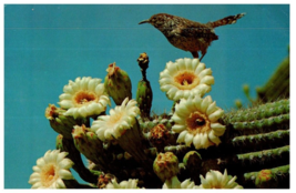 Arizona Cactus Wren And Saguaro Blossoms Cactus Postcard - £5.49 GBP
