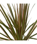 Bicolor Dragon Tree Dracaena Marginata 4 inch Pot - $19.98
