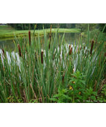 Cattail seeds 100 seeds per PKT  - £7.56 GBP