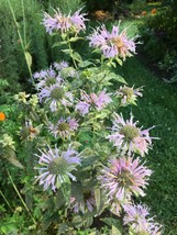 US Seller 50 Seeds Of Bee Balm Wild Bergamot Perennial Fast Shipping - £8.03 GBP