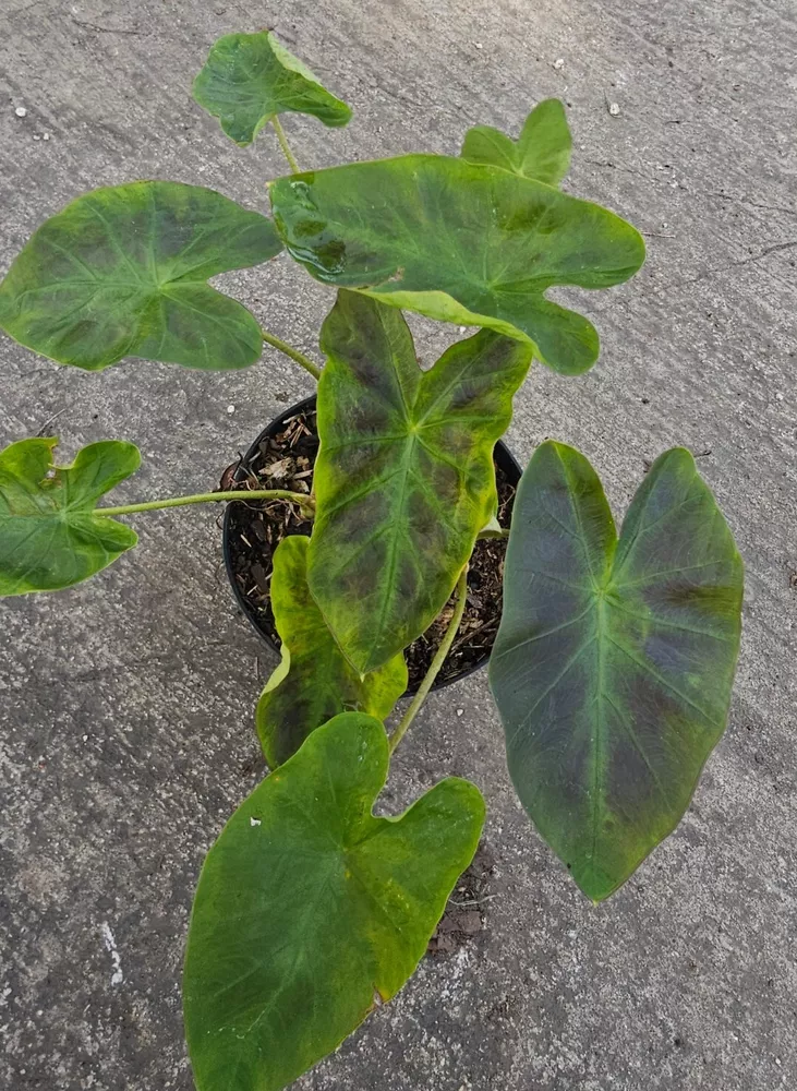 Colocasia Esculenta Ilustris Elephant Ear Live Plant 10&quot; In 4 Inches Pot - $23.53