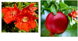 1 Ft. Seedling Live Plants Pomegranate Fruit Tree Wonderful Punica Granatum - £41.55 GBP