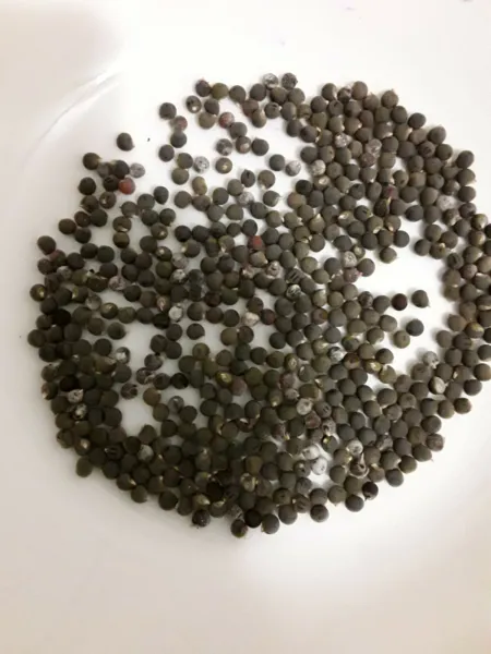 100 Clemson Spineless Okra Fresh Seeds - £10.72 GBP