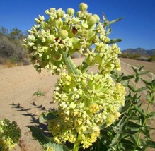 HS Desert Milkweed Seeds (Asclepias Erosa) - 20 Seeds- - £6.61 GBP