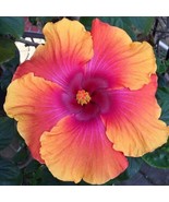 HT 20 Orange Pink Hibisc Seeds Perennial Seeds Flower Flowers 431 Garden... - $10.93