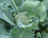 250 Seeds De Cicco Broccoli Seeds Fast Shipping - $8.99