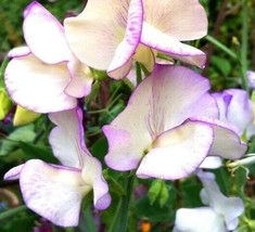 TB Sweet Pea High Scent Vine Fragrant Bi-Colored White / Purple Non-Gmo 25 Seeds - £5.90 GBP