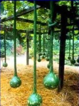 Extra Long Handle Dipper Gourd Seeds! 10 Seeds - £5.49 GBP