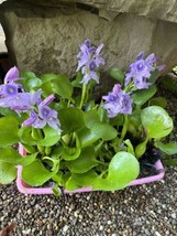 SPECIAL (6) Water Hyacinth Koi Pond Floating Plants Algae Filter 5” BLOO... - $50.23 CAD