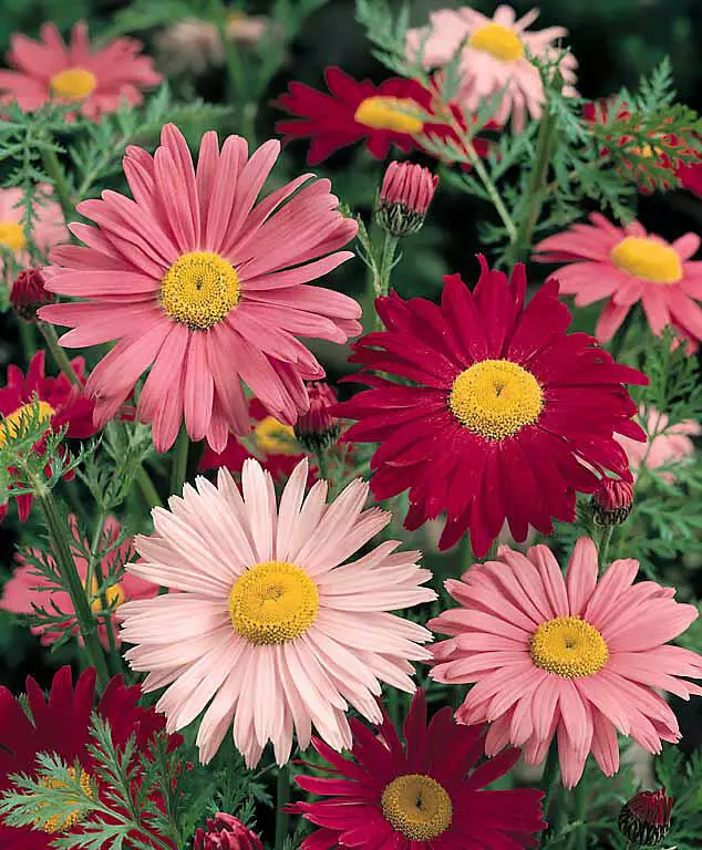 US Seller Robinson&#39;s Painted Daisy Flower Seeds High Germination - £1.49 GBP