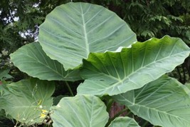 Colocasia Gigantea Hardy Clone Huge Grower 1 Small Plant Dormant Bulb Garden Us  - £35.88 GBP