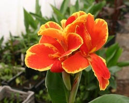 Canna Lily, 15 Seeds D - $10.35