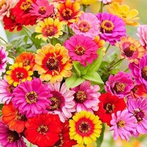 Best Zinnia CAROUSEL MIX Carnival Colors HeirloomLarge 4&quot;&quot; Blooms 200 Seeds - £3.74 GBP