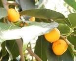 Ficus Religiosa Sacred Fig Bodhi Tree Pippala Peepul Authentic 10 Seeds - $8.99