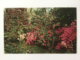  Vintage Postcard Unposted ✉️ Bellingrath Gardens Flowers Mobile Alabama Usa - £1.95 GBP