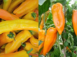 30+ Seeds Corno DI Toro Giallo Pepper YELLOW Italian Sweet - £9.84 GBP