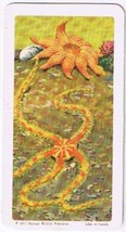 Brooke Bond Red Rose Tea Card #26 Starfish Exploring The Ocean - $0.98