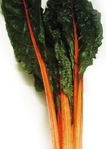 US Seller 250 Swiss Chard Seeds Orange Fantasia Garden Seeds Fast Shipping - $21.00