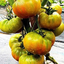 Tomato Kozula 83 Seeds (5 Pack) - Exotic Heirloom Tomatoes for Planting, Enhance - £5.59 GBP