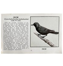 American Crow Bird Print 1931 Blue Book Birds Of America Antique Art PCB... - $24.99