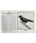 American Crow Bird Print 1931 Blue Book Birds Of America Antique Art PCB... - $24.99