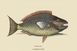Parrot Fish by Mark Catesby #2 - Art Print - £17.68 GBP+