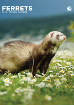 Ferrets Calendar 2026 - $19.99