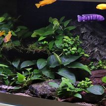 Aquarium Live Plant Decoration Tank Anubias on Driftwood Tropical Freshw... - £36.23 GBP