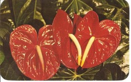 Vintage Hawaiian Red Anthuriums Postcard by Max Basker &amp; Sons - 1960&#39;s - £3.93 GBP