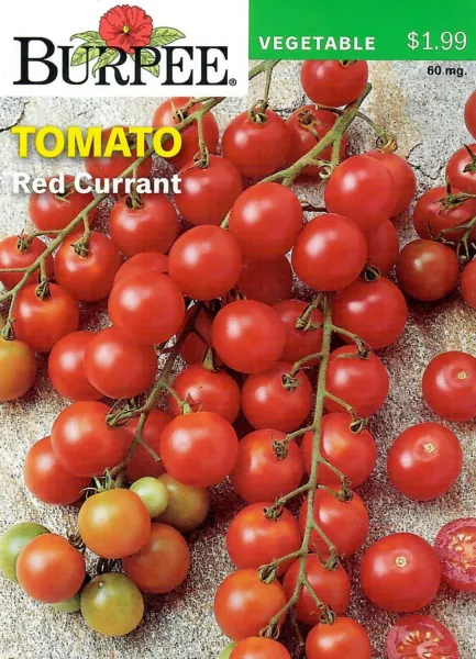 Tomato Red Currant Vegetable Seeds - Burpee 11/24 Fresh Garden - £5.98 GBP