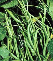 Mountain Half Runner Bean Seed, 1 Pound, Heirloom, Non GMO, USA Grown - £26.61 GBP