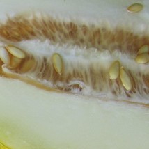 10 Lesya Melon Seeds Fresh USA Shipping - $15.30