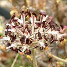 10 Pelargonium Auritum Geranium Seeds, Bonsai Garden Ligulate Rounded Sl... - $4.50