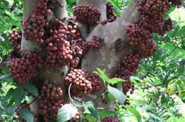 Jstore USA Ficus racemosa Indian Cluster Fig Tree Goolar Gular 200 Fresh Seeds - £11.32 GBP