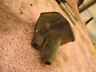 REAR BRAKE HANDLEBAR LEVER COVER 1985 85 HONDA TRX250 TRX 250  - $7.92