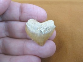 S1710-15) HEART Fossil SQUALICORAX Crow Raven Shark Tooth teeth necklace... - $260.77 MXN