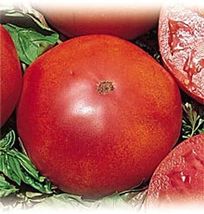 65 Seeds Tomato Brandywine Heirloom Red Excellent Unlike Hybrids Open Pollinated - $23.80